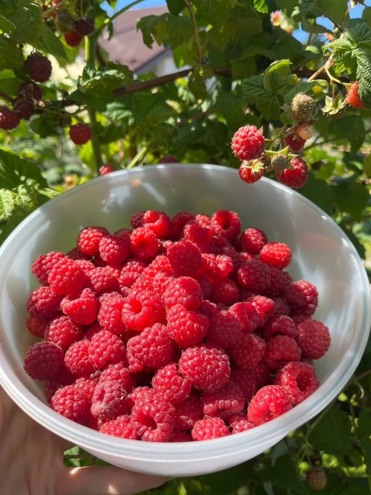 Raspberries